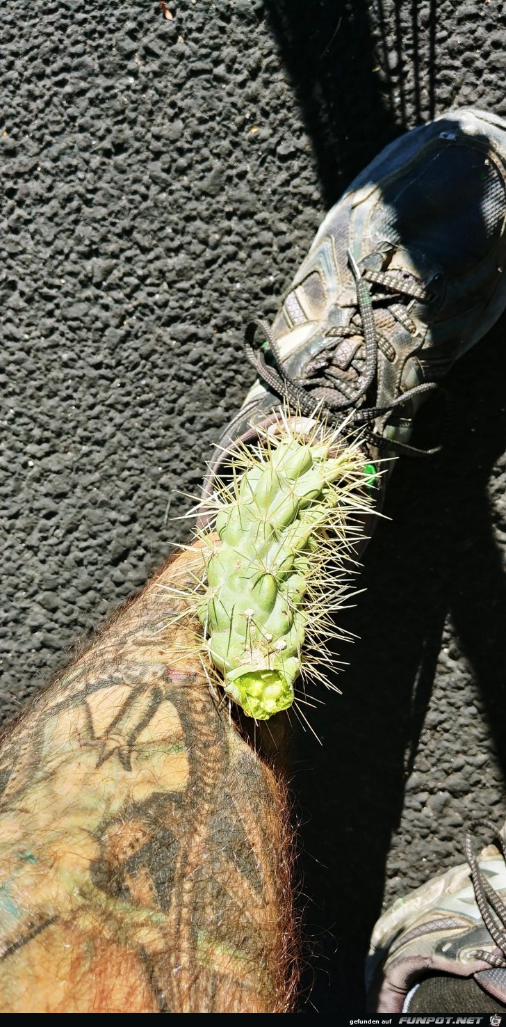 Cholla Kaktus nach dem Angriff