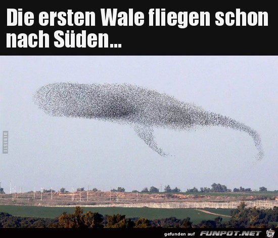 die ersten Wale fliegen schon.....