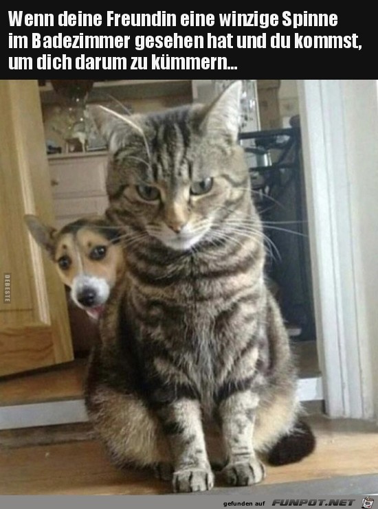 Der Chef ist da Der Chef ist da
