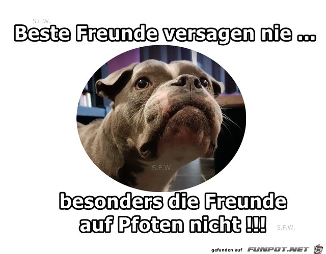 Beste Freund versagen nie