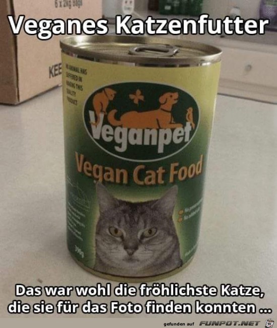 Die Katze ist begeistert