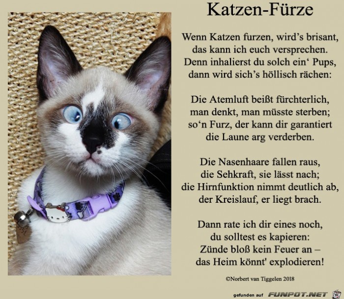 Katzen-Fürze 2018 Katzen-Fürze 2018