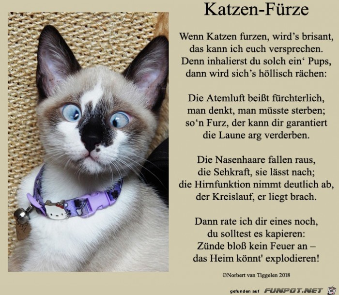 Katzen-Frze 2018