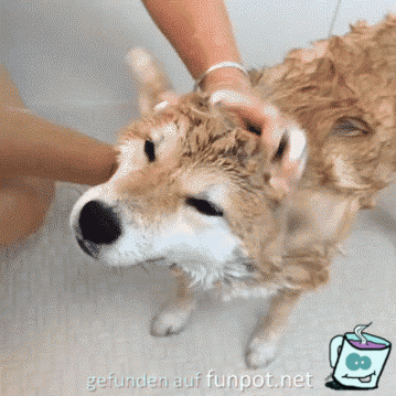 Hund waschen Hund waschen