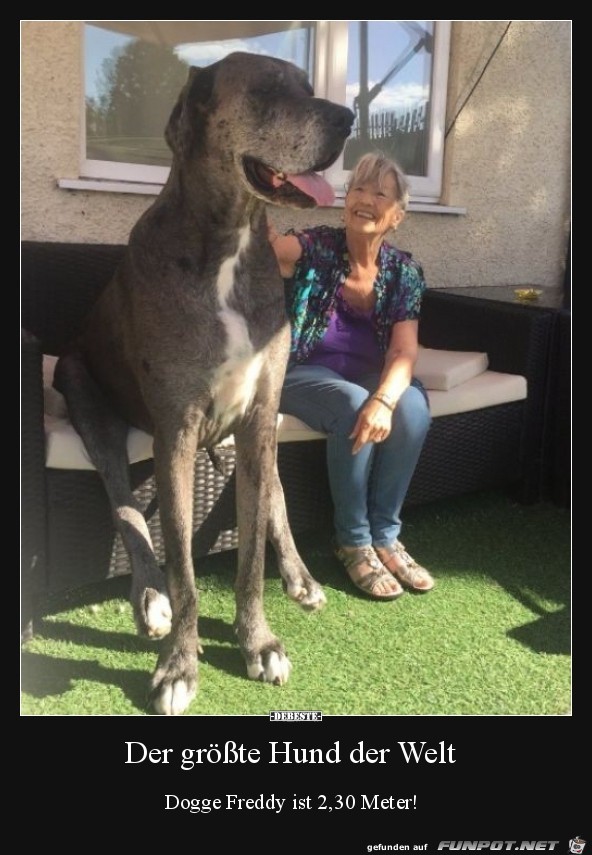 der grösste Hund der Welt..... der grösste Hund der Welt.....