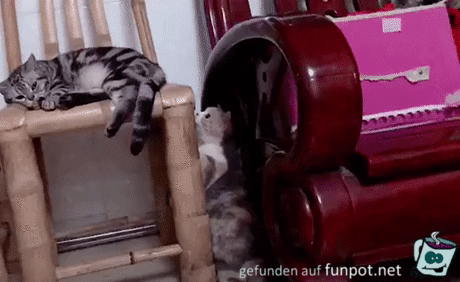 Katzenspiele Katzenspiele