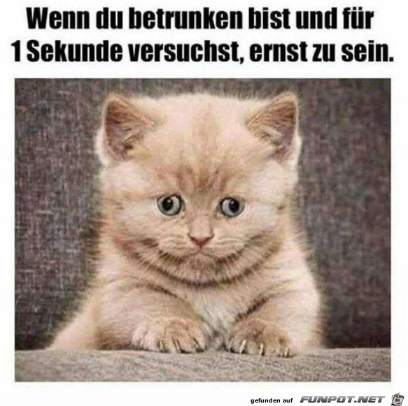 Wie niedlich Wie niedlich