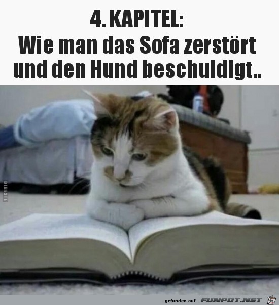 Katzenfibel Katzenfibel