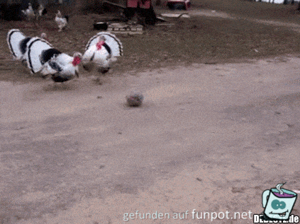 Hennen-Fußball Hennen-Fußball