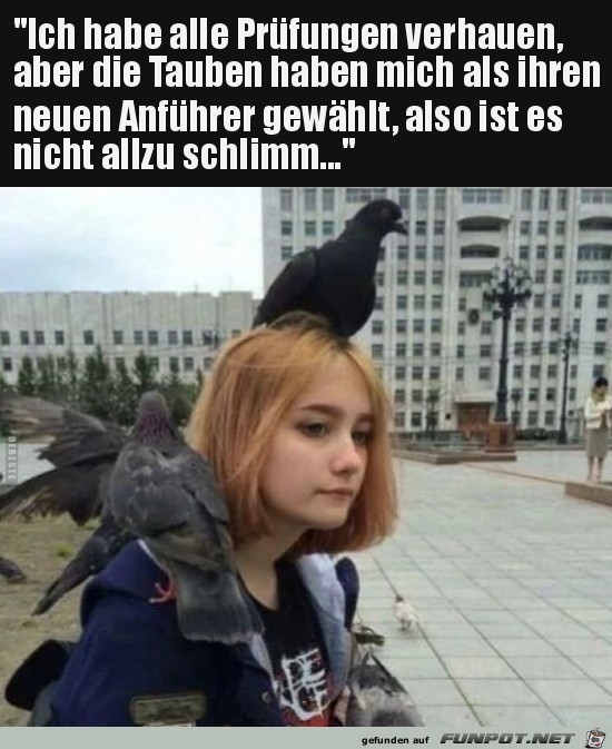 Die Tauben und ich Die Tauben und ich