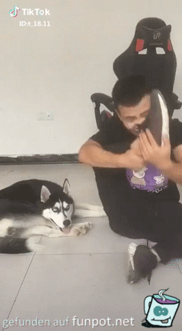 Der Husky zeigt wie es geht Der Husky zeigt wie es geht