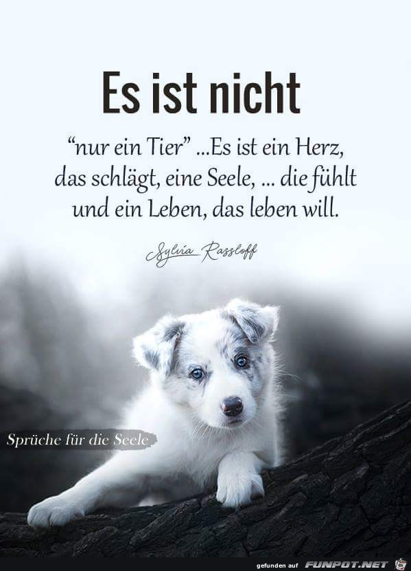 es ist nicht es ist nicht
