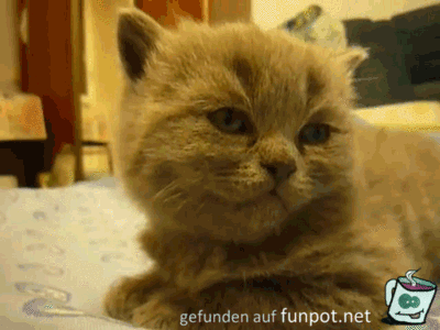Oh nein Oh nein