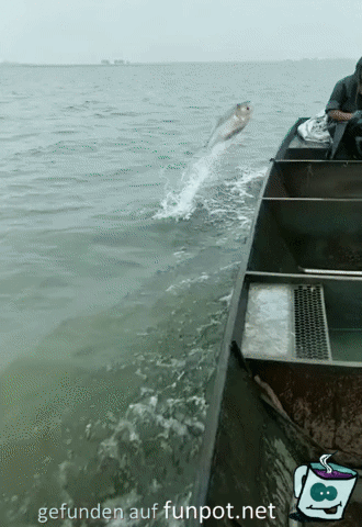 So kann man auch Fische fangen So kann man auch Fische fangen