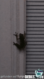 Ein Frosch will hoch... Ein Frosch will hoch...