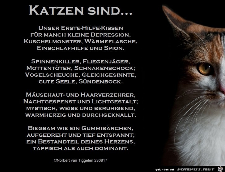 Katzen sind Katzen sind