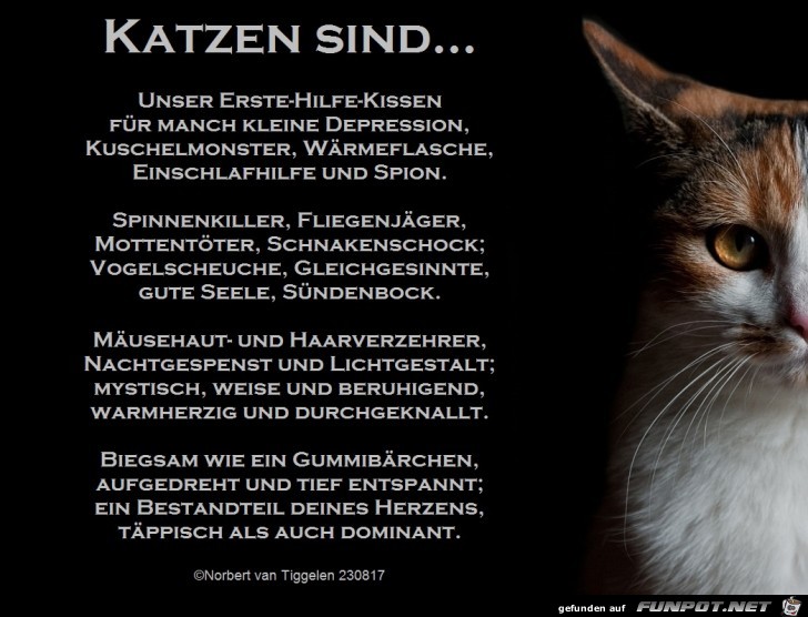 Katzen sind 