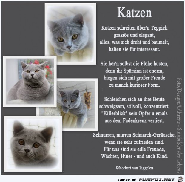 Katzen 2018 Katzen 2018