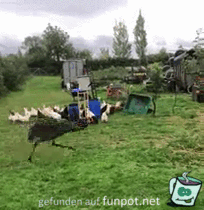 Pfau Pfau