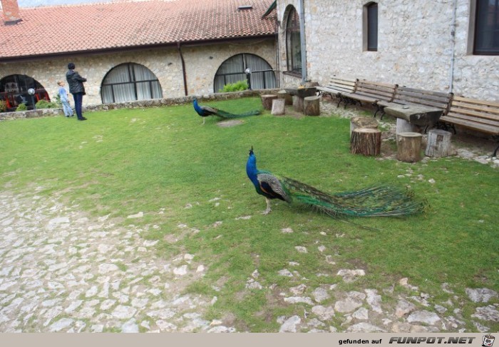 Sveti Naum Kloster Pfauen