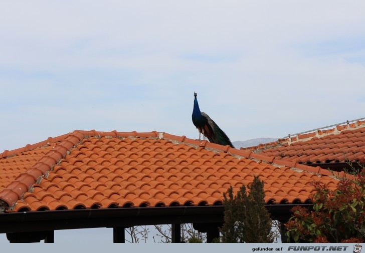 Sveti Naum Kloster Pfau