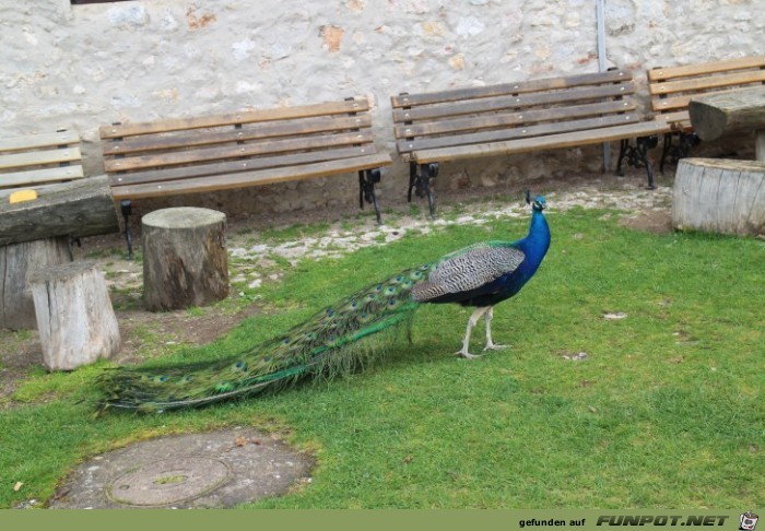 Sveti Naum Kloster Pfau