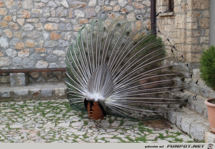 Sveti Naum Kloster Pfau