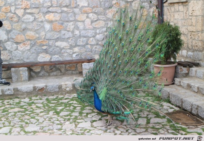 Sveti Naum Kloster Pfau