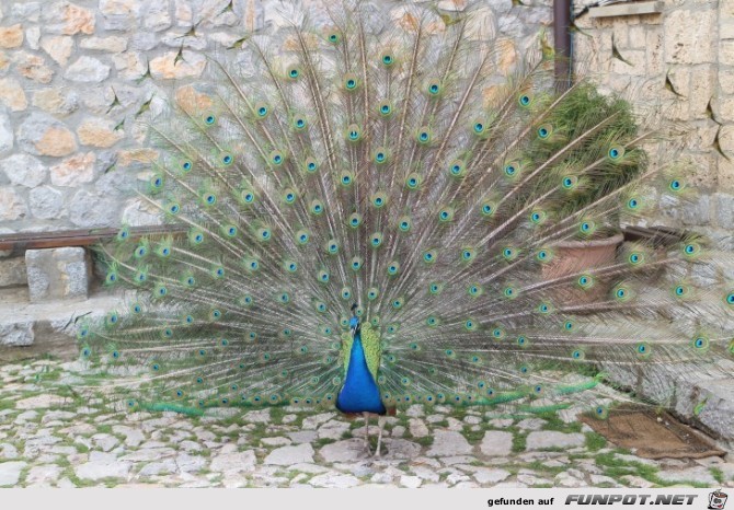 Sveti Naum Kloster Pfau