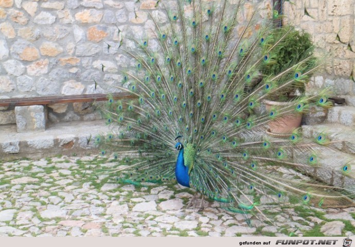 Sveti Naum Kloster Pfau