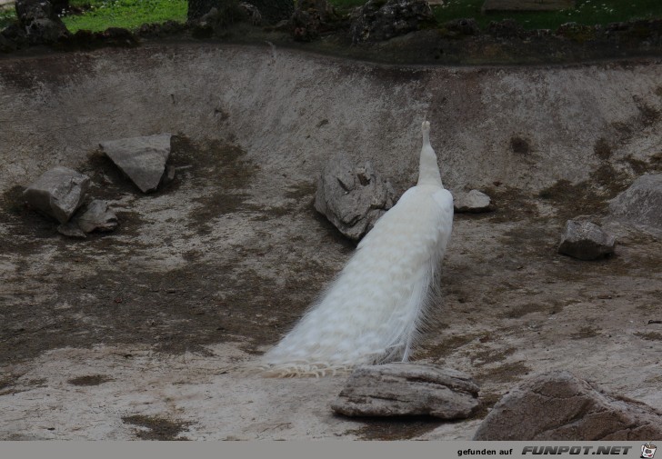 Sveti Naum Kloster Pfau