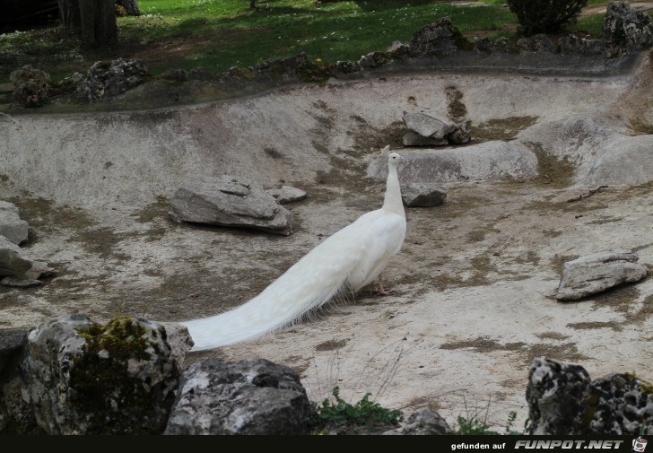 Sveti Naum Kloster Pfau