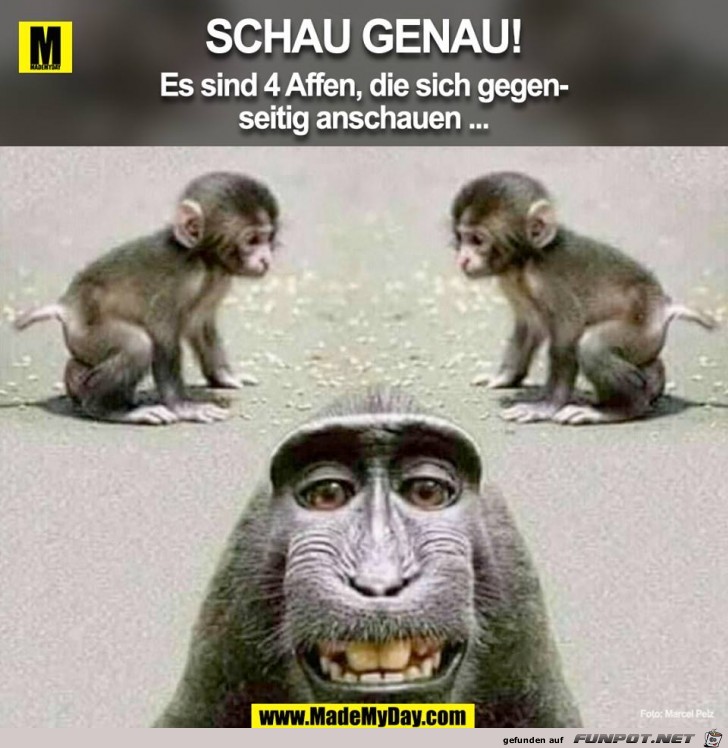 Vier Affen Vier Affen