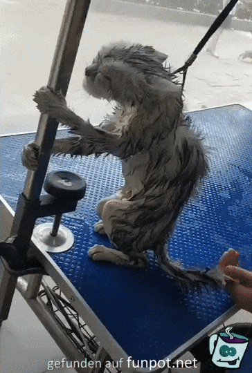 Katzendusche Katzendusche