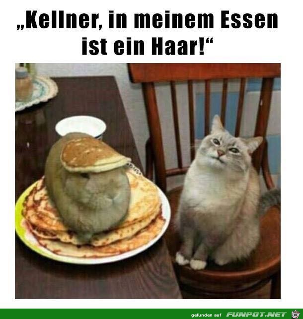 Ein Haar Ein Haar