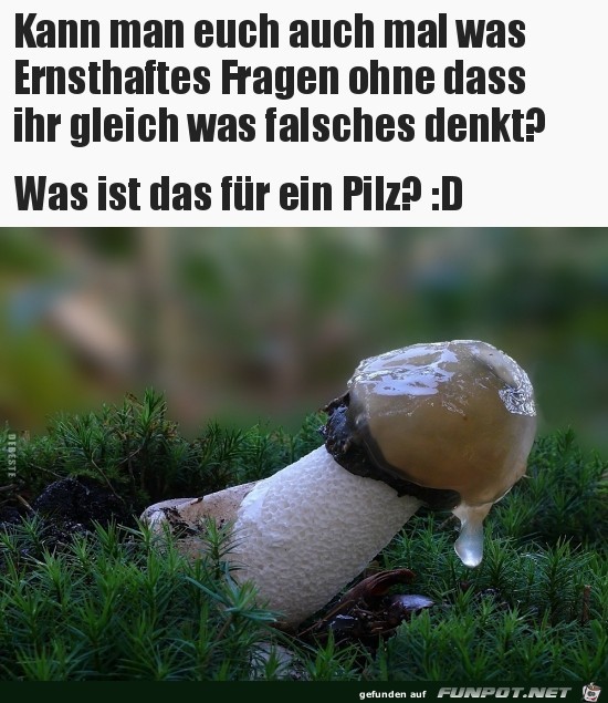 was ist das fr ein Pilz?......