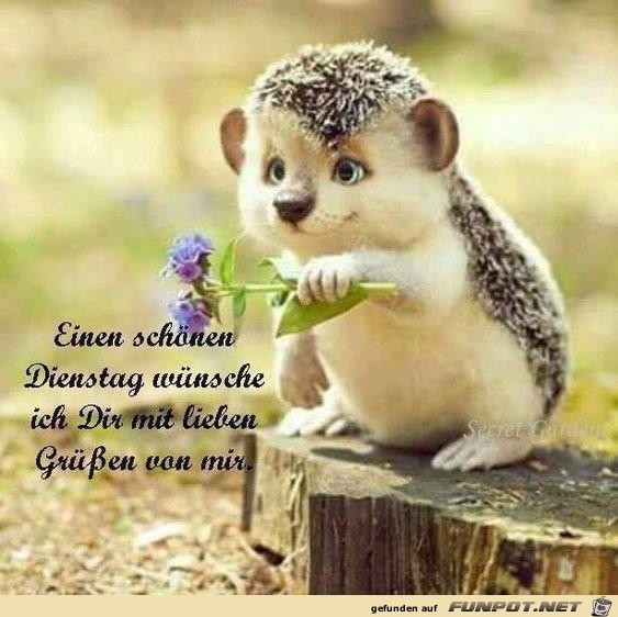 Schönen Dienstag Schönen Dienstag