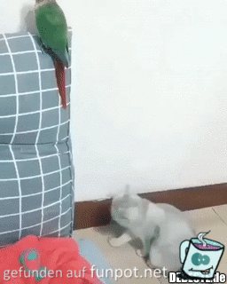 Papagei und Katze Papagei und Katze
