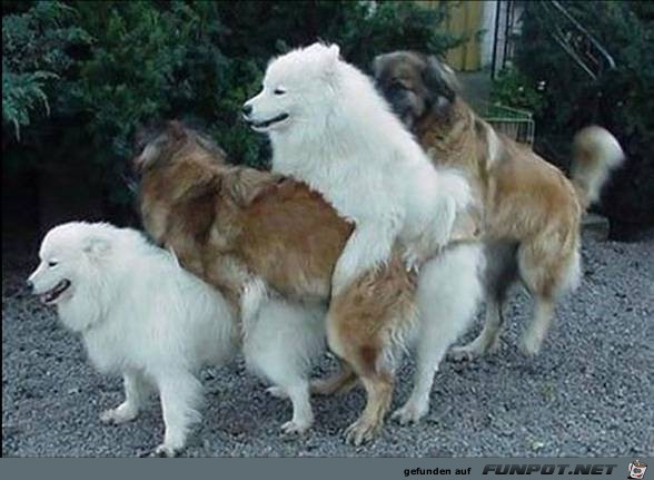 tiere73 tiere73