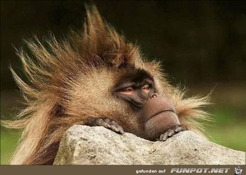 tiere77 tiere77
