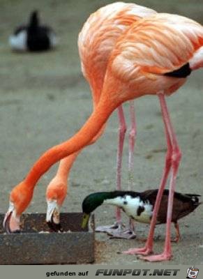 tiere78 tiere78