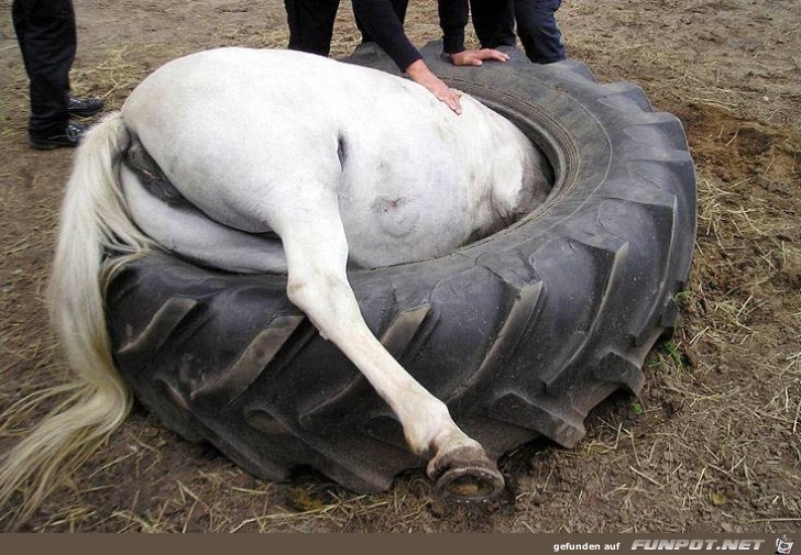 tiere79 tiere79