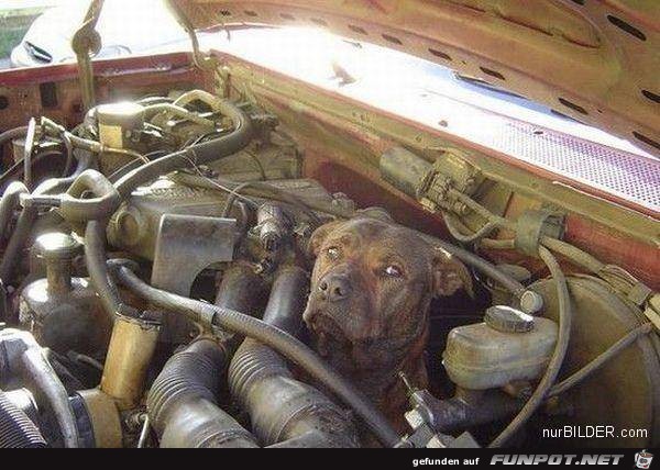 tiere67 tiere67
