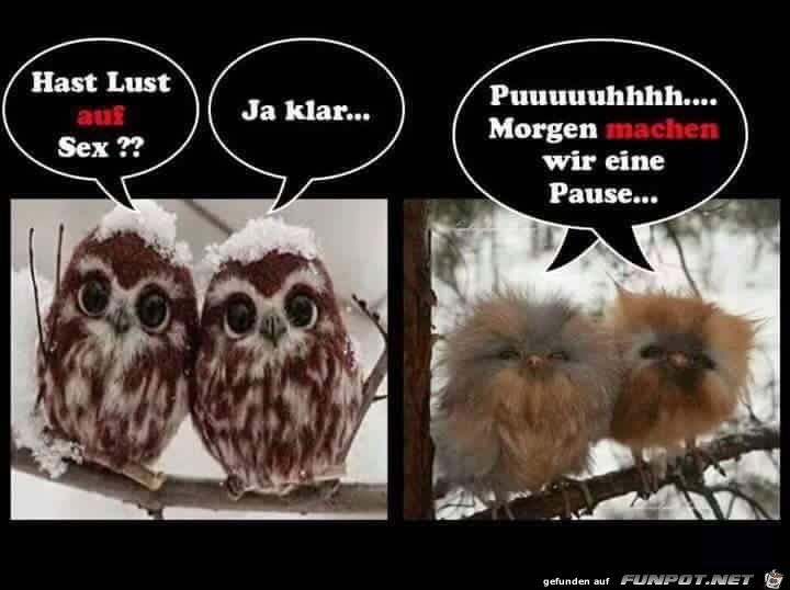 Pause Pause