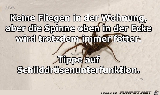 Keine Fliegen Keine Fliegen