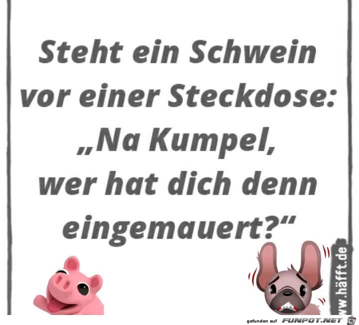 steht ein Schwein steht ein Schwein