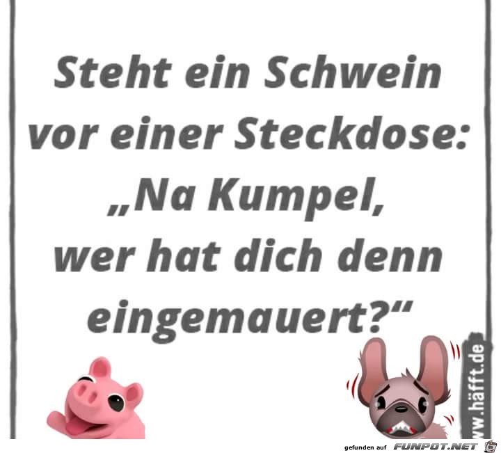 steht ein Schwein