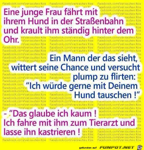 tierarzt tierarzt