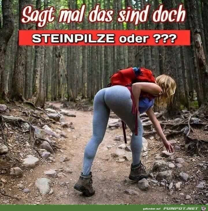 Steinpilze Steinpilze