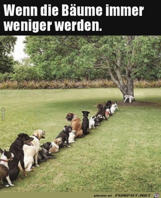 wenn die Bäume immer weniger werden...... wenn die Bäume immer weniger werden......